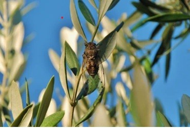 Cigale chantant sur une branche d'olivier en Provence au Beaucet, Vaucluse