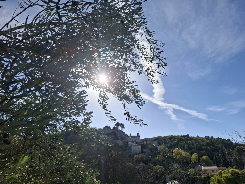 olivier chargé de fruit a maturité en face du village du Beaucet  , une vue magnifique 